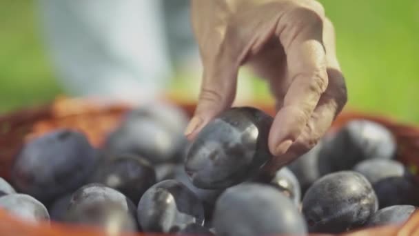 Ręka zabiera śliwka z koszyka — Wideo stockowe