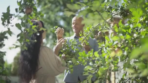 Vuxen leende par plocka äpplen i trädgården — Stockvideo