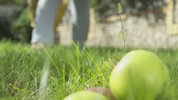 Τα μήλα που βρίσκονται στο γρασίδι στον κήπο. Γκρο πλαν. — Αρχείο Βίντεο