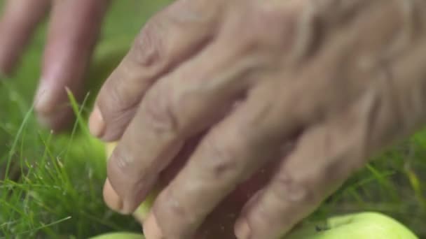 Die weibliche Hand nimmt Äpfel in den Garten. Nahaufnahme. — Stockvideo