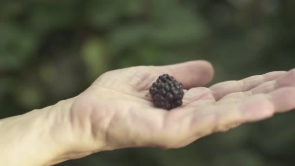 Close-up de uma amora-preta deitada em uma palma feminina . — Vídeo de Stock
