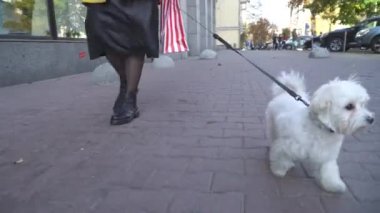 Küçük köpek ile Street'teki şirin şık kadın yürüyor