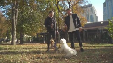 Küçük köpek kira kontratı Park tarafından karışık