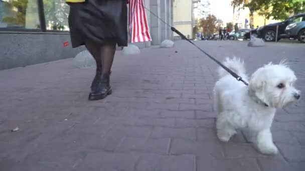 Милая стильная женщина ходит по улице с маленькой собачкой — стоковое видео