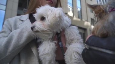 İki genç kız küçük köpekler ellerinde tutuyorsun