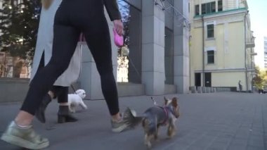 İki genç kız arkadaşım Caddesi boyunca tasmalı köpekler ile yürümek