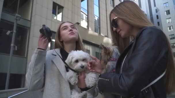 Dos chicas jóvenes están charlando sosteniendo perros pequeños en las manos — Vídeos de Stock