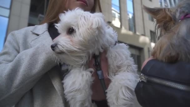 Twee jonge vriendinnen houden kleine honden op handen — Stockvideo