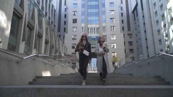 Dvě stylové mladé dívky s malými psy v náručí jít po schodech dolů — Stock video