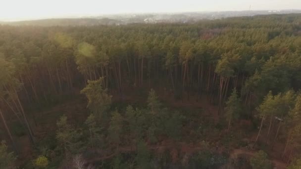 Uma vista superior da floresta landskape. O quadricóptero voa sobre a floresta conífera. Tiroteio do drone . — Vídeo de Stock