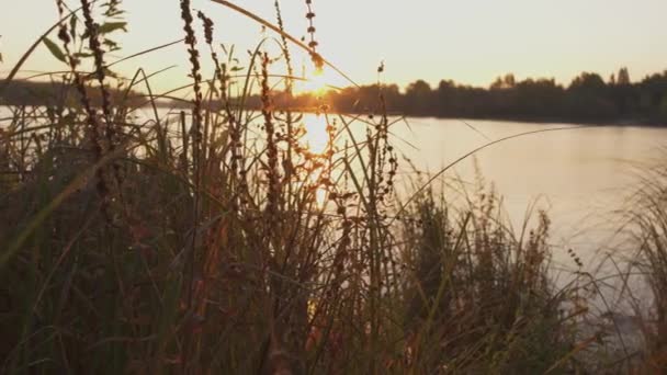 Piękny zachód słońca nad rzeką. Trawa rośnie w pobliżu wody. Aparat porusza się od lewej do prawej. — Wideo stockowe