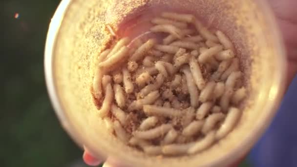 Maggots move inside jar. Demonstration of larvas on camera. Fishing with live bait. — Stock Video