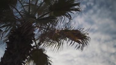 Rüzgar yakın çekim sallanan palmiye yaprakları. Ağır çekim.