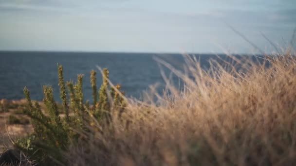 Uitzicht op de rustige zee en grasachtige planten. Focus van de voorgrond naar de achtergrond. — Stockvideo