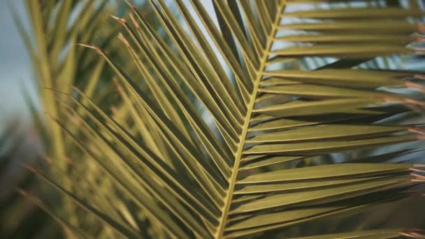 Daun Palem Bergoyang Dalam Angin Closeup Cuaca Berangin Pohon Tropis — Stok Video