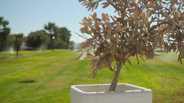 Close-up of an olive tree in a white pot standing on the background of watering a lawn with green grass. The plant on the foreground is in focus. — Stock Video