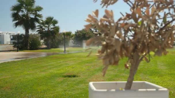 Крупним планом оливкове дерево в білому горщику, що стоїть на тлі поливу газону з зеленою травою, пальмами і білим чудовим будинком. Фокус на тлі . — стокове відео