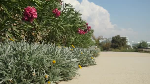 Paisagem de verão close-up com belas flores rosa e amarelo, crescendo a partir de diferentes tons de arbustos verdes — Vídeo de Stock