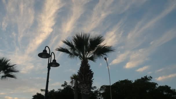 Hermosa vista de la parte superior de una palmera de cerca. El viento sopla las hojas de la palma en el fondo del cielo de la tarde . — Vídeo de stock