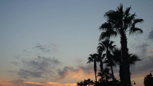 Hermosa vista de las copas de las palmeras durante la puesta del sol. El viento sopla las hojas de la palma en el fondo del cielo despejado . — Vídeo de stock