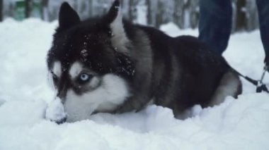 Harika gözleri onun burun ormandaki bir şey aramak için karda kazma ile kabarık siberian dış yapraklar