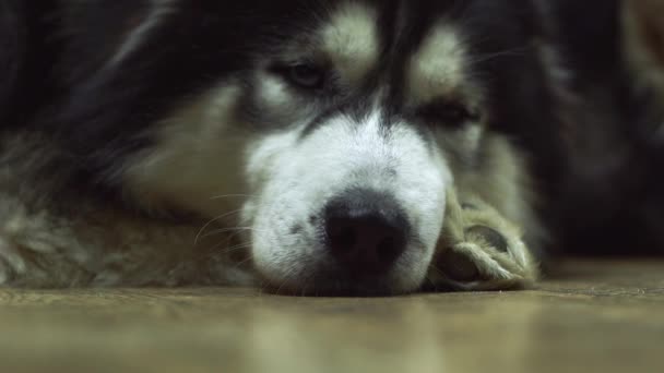 Närbild av en husky munkavle med sorgsna ögon liggande på golvet i vardagsrummet — Stockvideo