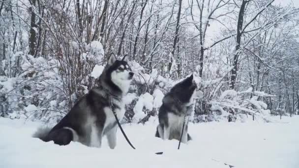 Dos hermosos perros huskies siberianos en un asiento de pestañas en la nieve en el fondo del bosque blanco de invierno — Vídeos de Stock