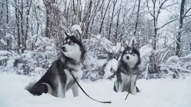 Két gyönyörű huskies ült nyakörvek és pórázok fehér hó egy parkban, a hóval borított bokrok és fák. Kutyák egy téli séta az erdőben. — Stock videók