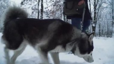Parkta köpek tasmasını tutan bir husky ile yürüyen bir adam