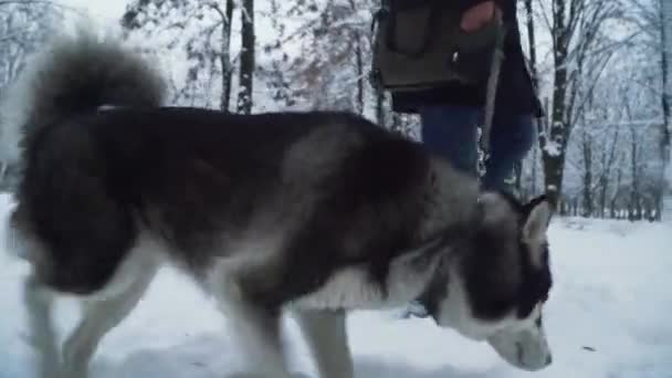 Hombre Caminando Con Husky Parque Manteniendo Perro Con Una Correa — Vídeo de stock
