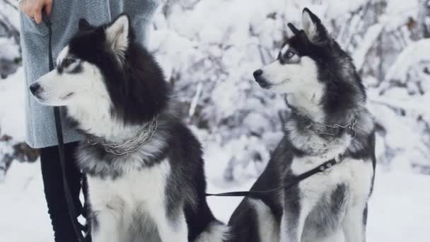 Dvě Krásné Husky Sedí Železnou Obojky Bílém Sněhu Parku Pozadí — Stock video