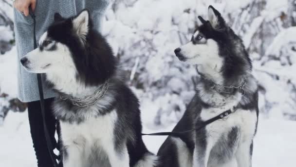 Due Bellissimi Husky Seduti Con Colletti Ferro Neve Bianca Parco — Video Stock