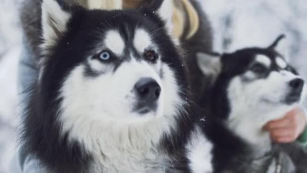 Giovane donna accarezza due bellissimi husky soffici siberiani con occhi di colore diverso sullo sfondo della foresta di neve. Cani in una passeggiata invernale nella foresta . — Video Stock