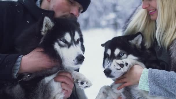 Atractiva pareja joven sostiene y abraza a dos hermosos huskies siberianos y discutir algo en el bosque de invierno nevado. Perros en un paseo de invierno en el bosque . — Vídeo de stock