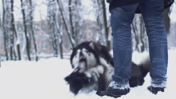 Dos juguetones huskies siberianos se muerden el uno al otro y juegan con su dueño caminando juntos en el parque en el día de invierno. Perros en un paseo de invierno en el bosque . — Vídeos de Stock