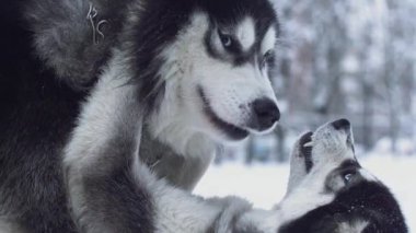 Oynak mücadele sürecinde bir siberian dış yapraklar kış kar orman arka plan üzerinde başka bir üstesinden gelmek. Köpekler üzerinde bir kış ormanda yürümek.