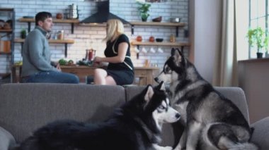 İki siberian dış yapraklar kanepede oturuyorsun. Kadın ve mutfakta huskies arka plan üzerinde konuşan adam. Dış yapraklar ve onların sahipleri evde dinlenmek