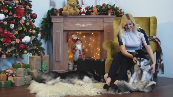 若い女性が、内装の居心地の良い暖炉のそばで、肘掛け椅子にシベリアン ハスキーを配置しようクリスマス部屋のため — ストック動画