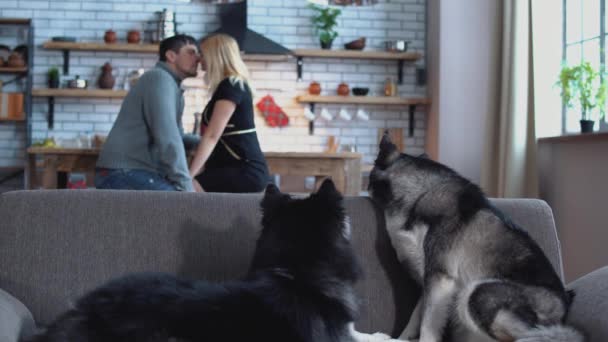 Två siberian huskies sitter på soffan. Kvinna och man talar i köket på bakgrunden av huskies. Hundarna och deras kyssar ägare har en vila i huset — Stockvideo
