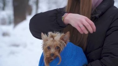 Küçük yorkshire terrier tutan kız battaniye mekanlarda kaplı. Yakın çekim. Ağır çekim.