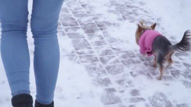 Yorkshire terrier kazaklı ayak çalışır. Bayan pet ellerimizle alır. Bir genç ve bir köpek yürüyüşe açık havada. Ağır çekim.