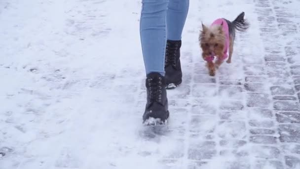 Kvinnliga ben promenader på trottoaren på nära håll. Liten yorkshire terrier i tröja körs nära. En tonåring och en hund på en promenad utomhus. Slow motion. — Stockvideo