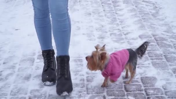 Yorkshire terrier yün kazak yürüyüş sahibi kış karla kaplı Park ile giyinmiş. Bir genç ve bir köpek yürüyüşe açık havada. Ağır çekim. — Stok video