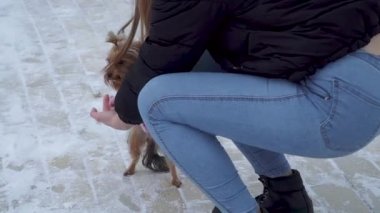 Yorkshire terrier yün kazak yürüyüş sahibi kış karla kaplı Park ile giyinmiş. Bir genç ve bir köpek yürüyüşe açık havada. Onu evde beslenen hayvan ile oynayan kız. Ağır çekim.