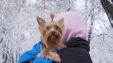 Kadın onu geri ile kamera için küçük yorkshire terrier havlu kapalı tutarak durumda. Genç ve bir köpek yürüyüşe açık havada.