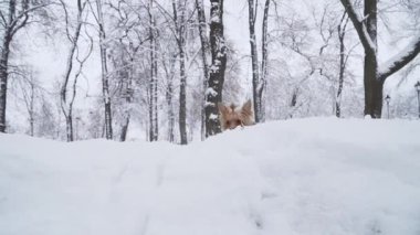 Küçük yorkshire korkunç bir karda atlar sonra onu sahibine yedekler. Yorkie karla kaplı bir kış Park'ta yürüyordunuz. Ağır çekim.