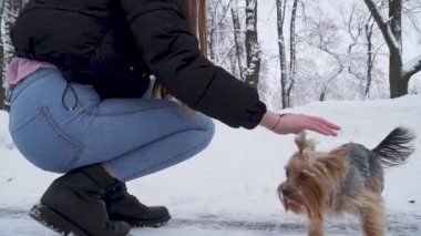 Kadın yorkshire korkunç kar üzerinde kürk ile evde beslenen hayvan dener. Kar köpek sallar