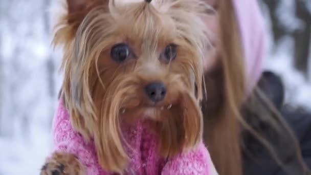 Junge Frau zieht kleinen Hund im Pullover im Winterpark groß. Teenager und Hund spazieren gehen. Nahaufnahme. Zeitlupe. — Stockvideo
