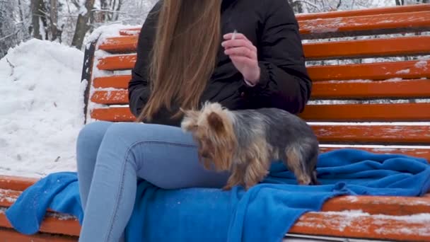 Chica joven con el pelo largo cubierto con una capucha fumando en el banco en un parque cubierto de nieve de invierno. Adolescente y un yorkie descansando juntos al aire libre. Primer plano. Movimiento lento . — Vídeos de Stock
