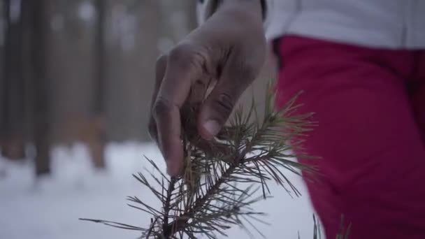 Main féminine touchant de près une branche de pin dans la forêt d'hiver. afro-américaine fille marche à l'extérieur — Video